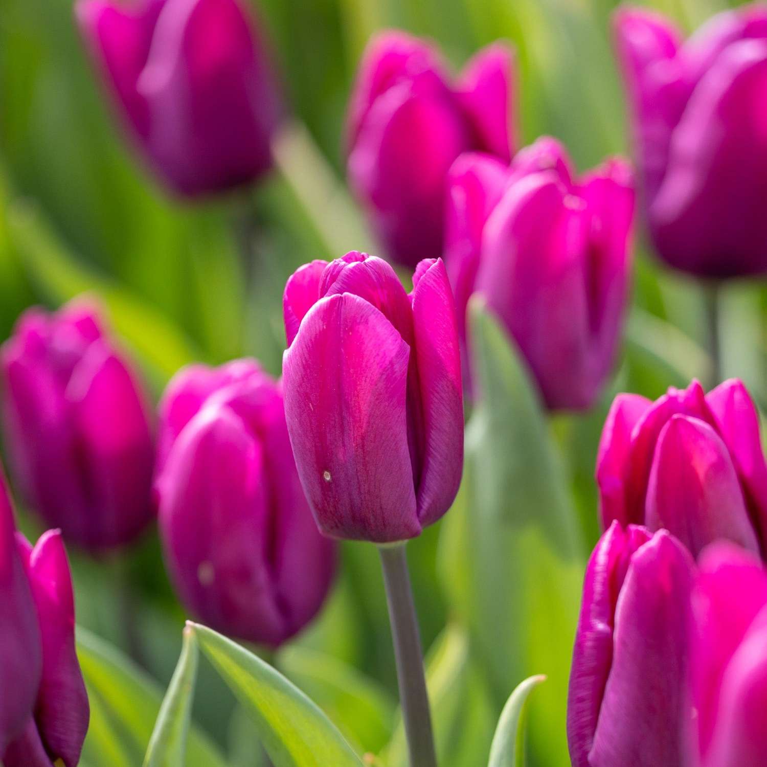 Tulppaani 'Purple Prince'